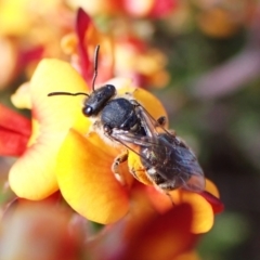 Lasioglossum (Chilalictus) sp. (genus & subgenus) (Halictid bee) at Cook, ACT - 9 Oct 2023 by CathB