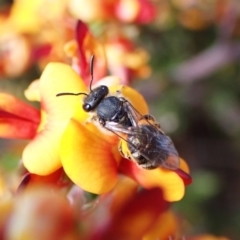 Lasioglossum (Chilalictus) sp. (genus & subgenus) at Cook, ACT - 9 Oct 2023 02:14 PM