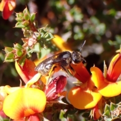 Lasioglossum (Chilalictus) sp. (genus & subgenus) at Cook, ACT - 9 Oct 2023