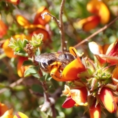 Lasioglossum (Chilalictus) sp. (genus & subgenus) at Cook, ACT - 9 Oct 2023