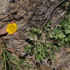 Ranunculus lappaceus (Australian Buttercup) at Captains Flat, NSW - 11 Oct 2023 by Csteele4