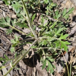 Ranunculus lappaceus at Captains Flat, NSW - 11 Oct 2023