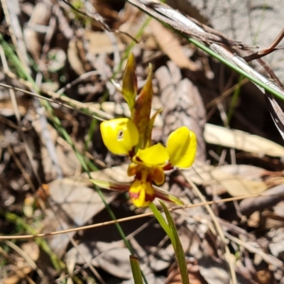 Diuris sulphurea (Tiger Orchid) at Wanniassa, ACT - 11 Oct 2023 by Mike