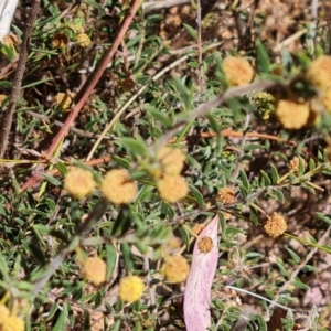 Acacia gunnii at Tuggeranong, ACT - 11 Oct 2023