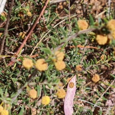 Acacia gunnii (Ploughshare Wattle) at Wanniassa Hill - 11 Oct 2023 by Mike