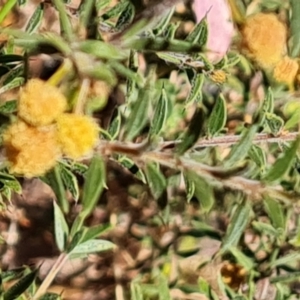 Acacia gunnii at Tuggeranong, ACT - 11 Oct 2023