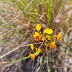 Diuris semilunulata (Late Leopard Orchid) at Wanniassa, ACT - 11 Oct 2023 by Mike