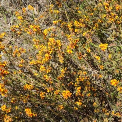 Dillwynia sericea (Egg And Bacon Peas) at Wanniassa Hill - 11 Oct 2023 by Mike