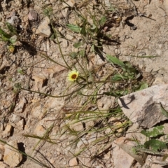 Tolpis barbata at Tuggeranong, ACT - 11 Oct 2023