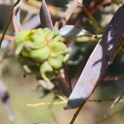 Dasineura sp. (genus) (Flower-galling Midge) at Tuggeranong, ACT - 11 Oct 2023 by Mike