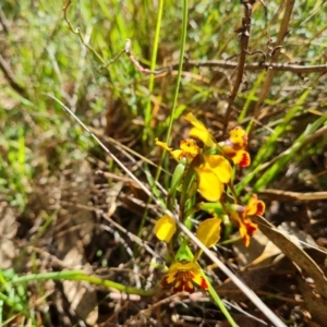 Diuris semilunulata at Tuggeranong, ACT - 11 Oct 2023