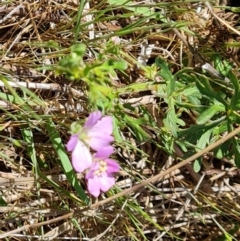 Geranium retrorsum (Grassland Cranesbill) at Wanniassa Hill - 11 Oct 2023 by Mike