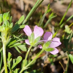 Geranium retrorsum at Fadden, ACT - 11 Oct 2023