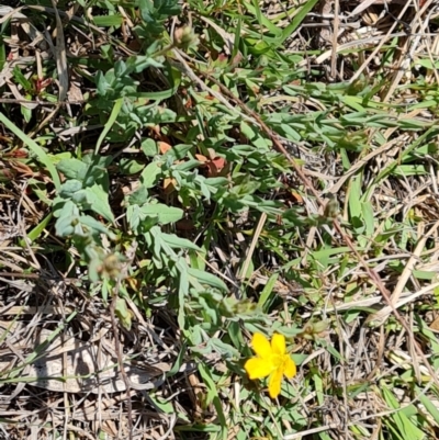 Hypericum gramineum (Small St Johns Wort) at Tuggeranong, ACT - 11 Oct 2023 by Mike