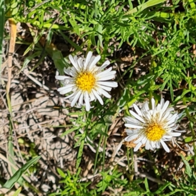 Calotis anthemoides (Chamomile Burr-daisy) at Tuggeranong, ACT - 11 Oct 2023 by Mike