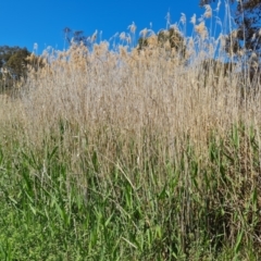 Phragmites australis (Common Reed) at Tuggeranong, ACT - 11 Oct 2023 by Mike