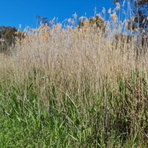 Phragmites australis at Tuggeranong, ACT - 11 Oct 2023 12:15 PM