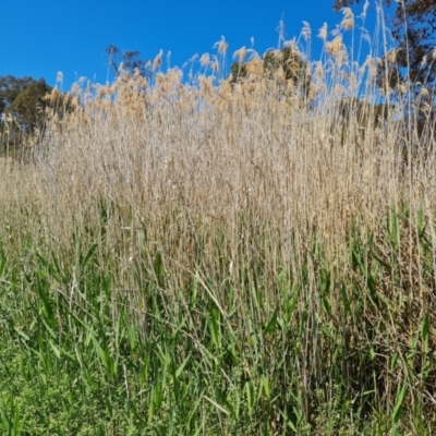 Phragmites australis (Common Reed) at Tuggeranong, ACT - 11 Oct 2023 by Mike