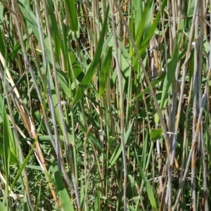 Phragmites australis at Tuggeranong, ACT - 11 Oct 2023 12:15 PM