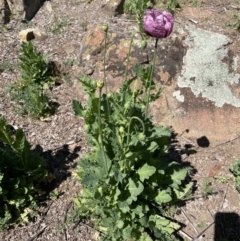 Papaver somniferum (Opium Poppy) at Pine Island to Point Hut - 11 Oct 2023 by JP95