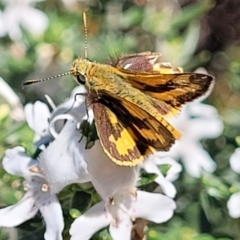 Ocybadistes walkeri (Green Grass-dart) at O'Connor, ACT - 11 Oct 2023 by trevorpreston