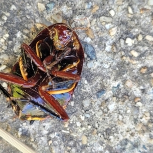 Platyzosteria similis at O'Connor, ACT - 11 Oct 2023