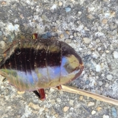 Platyzosteria similis at O'Connor, ACT - 11 Oct 2023