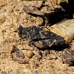 Tetrigidae (family) (Pygmy grasshopper) at Banksia Street Wetland Corridor - 11 Oct 2023 by trevorpreston