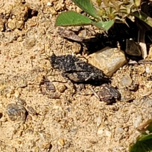 Tetrigidae (family) at O'Connor, ACT - 11 Oct 2023