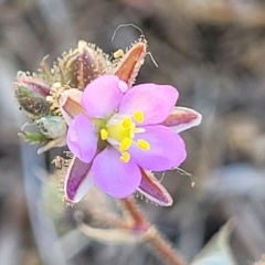 Spergularia rubra (Sandspurrey) at Banksia Street Wetland Corridor - 11 Oct 2023 by trevorpreston