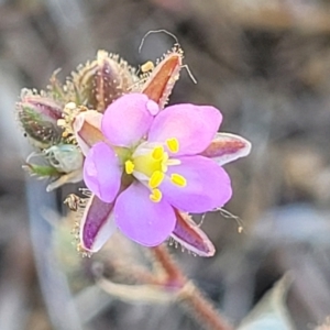 Spergularia rubra at O'Connor, ACT - 11 Oct 2023