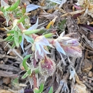 Spergularia rubra at O'Connor, ACT - 11 Oct 2023