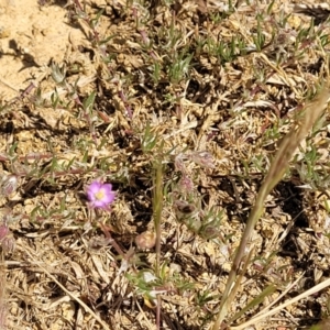 Spergularia rubra at O'Connor, ACT - 11 Oct 2023