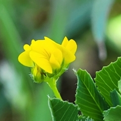 Medicago polymorpha (Burr Medic) at Banksia Street Wetland Corridor - 11 Oct 2023 by trevorpreston