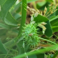 Medicago polymorpha at O'Connor, ACT - 11 Oct 2023 12:35 PM