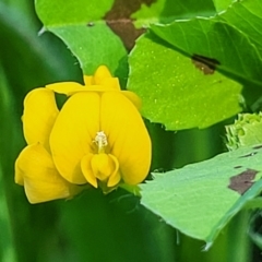 Medicago arabica (Spotted Burr Medic) at O'Connor, ACT - 11 Oct 2023 by trevorpreston