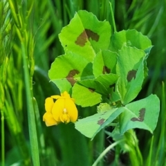 Medicago arabica at O'Connor, ACT - 11 Oct 2023