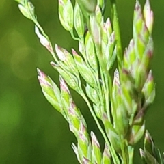 Festuca arundinacea (Tall Fescue) at Banksia Street Wetland Corridor - 11 Oct 2023 by trevorpreston