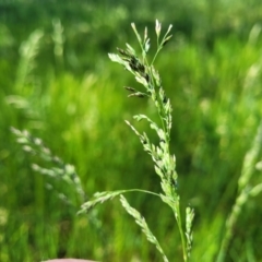 Lolium arundinaceum at O'Connor, ACT - 11 Oct 2023