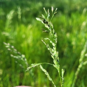 Lolium arundinaceum at O'Connor, ACT - 11 Oct 2023