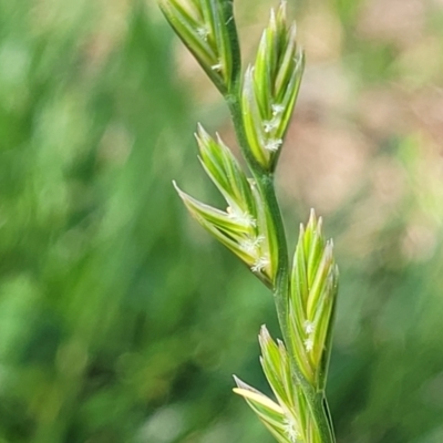 Lolium sp. (Ryegrass) at Banksia Street Wetland Corridor - 11 Oct 2023 by trevorpreston