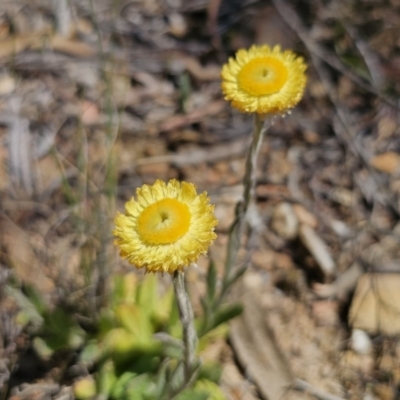 Coronidium scorpioides (Button Everlasting) at Carwoola, NSW - 11 Oct 2023 by Csteele4
