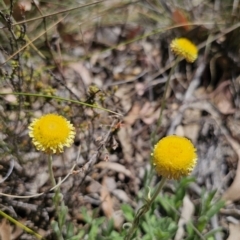 Coronidium scorpioides at Carwoola, NSW - 11 Oct 2023