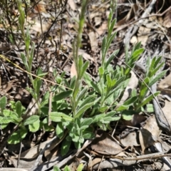 Coronidium scorpioides at Carwoola, NSW - 11 Oct 2023