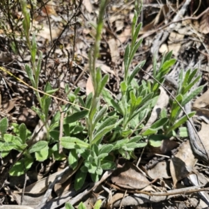 Coronidium scorpioides at Carwoola, NSW - 11 Oct 2023