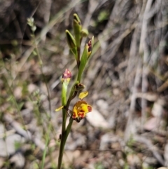 Diuris semilunulata (Late Leopard Orchid) at Carwoola, NSW - 11 Oct 2023 by Csteele4