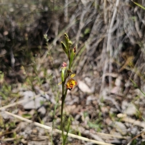 Diuris semilunulata at Carwoola, NSW - 11 Oct 2023