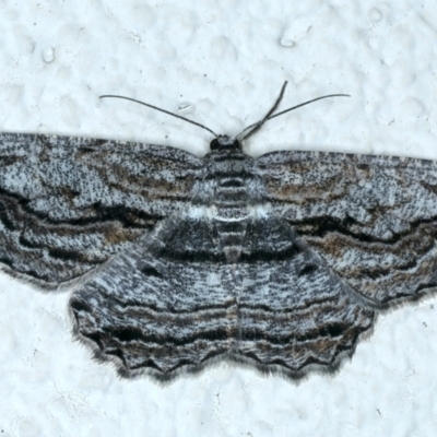 Scioglyptis chionomera (Grey Patch Bark Moth) at Ainslie, ACT - 1 Oct 2023 by jb2602