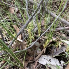 Lomandra filiformis subsp. coriacea at Wamboin, NSW - 8 Oct 2023