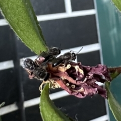 Leioproctus sp. (genus) (Plaster bee) at Australian National University - 10 Oct 2023 by ajlandford